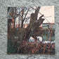 Black Sabbath - Black Sabbath (LP, Album, Pho)